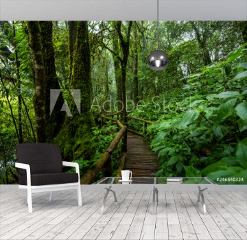 Picture of Wooden bridge walkway in to the rain forest